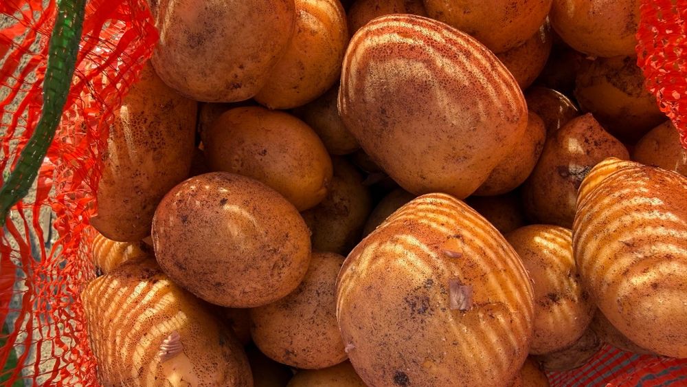 Продам картофель дачный
