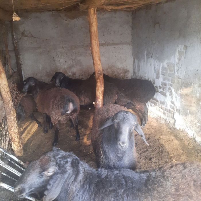 Кучкорлар сотилади.