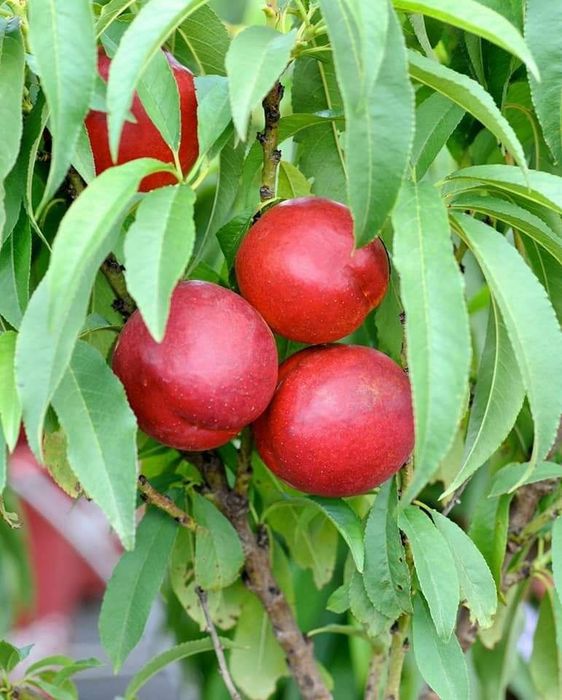 Шафтол кучатлар бор 100% К..