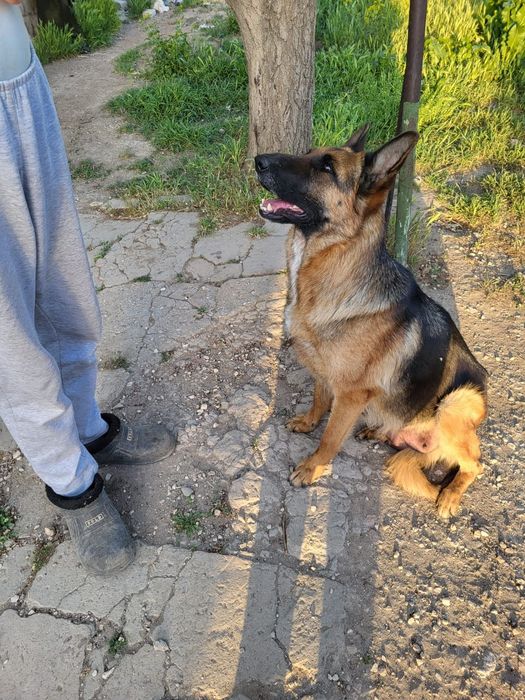 Немецкие овчарки