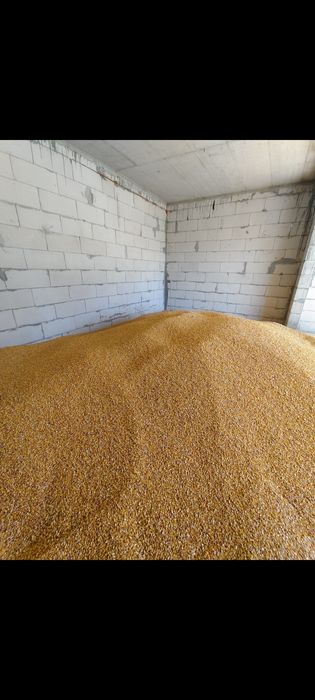 Vând porumb /făină