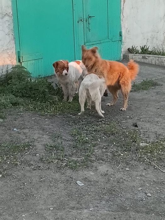Дарю собачат в добрые надёжные руки