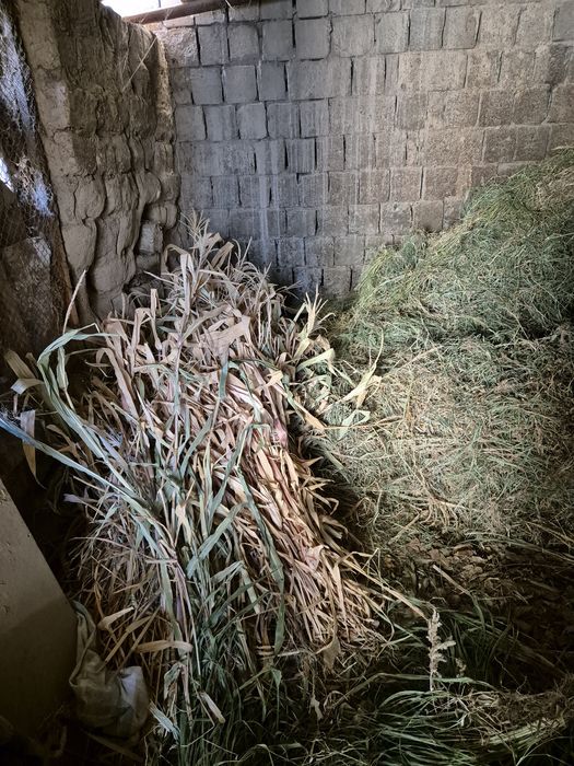 Сифатли ўт сотилади

Тоза уй шароитида етиштирилган.

Жўхори ва беда қ