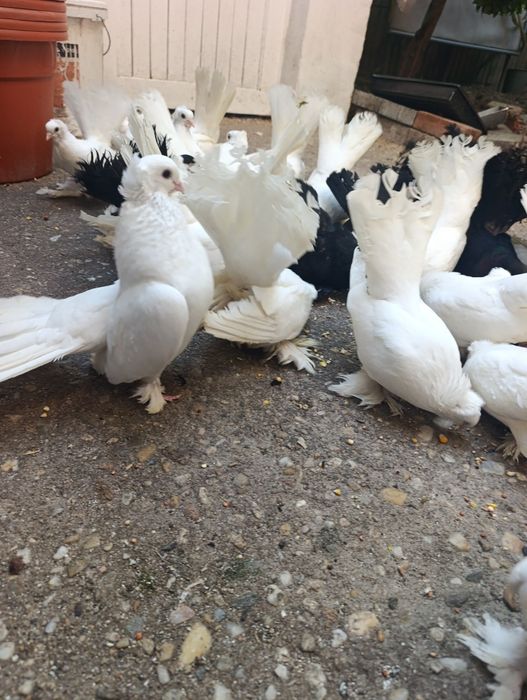 Porumbei siberieni de vînzare