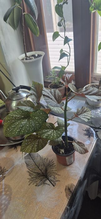 Продам комнатные цветы/Бегония