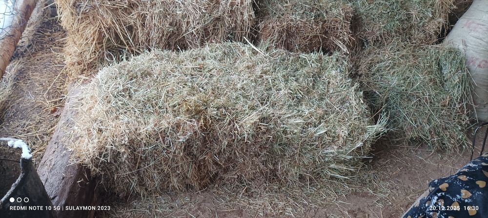 Press beda kata 1m  1.10m 1,20m тоза тиконсез