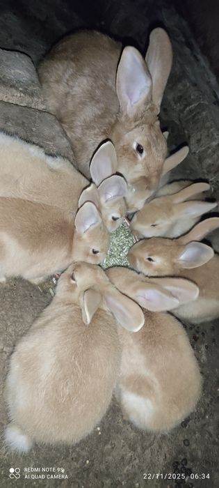 Burgun quyon sotiladi