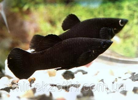 Молонезии и барбусы