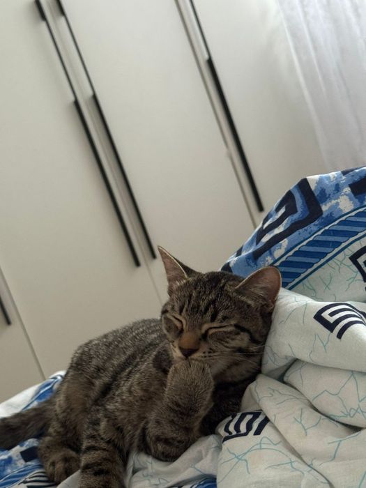 Отдам в хорошие руки