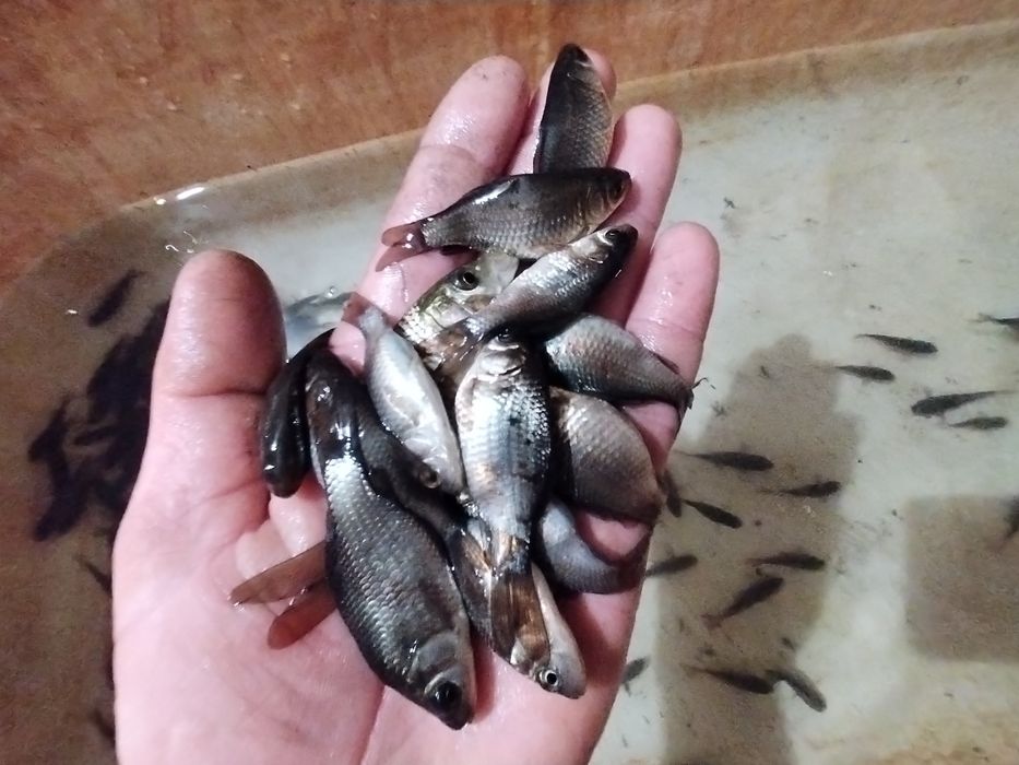 Продам малька, карась