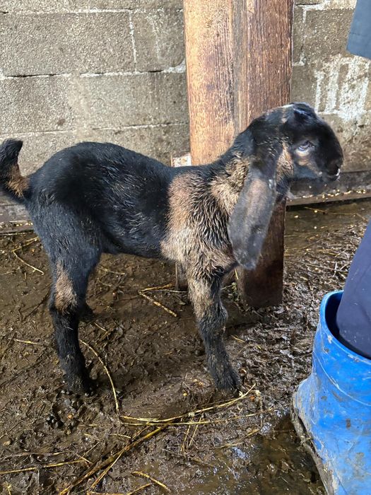 Vind tapi anglo nubieni ,alpino francezi capra sanen  tineri de un an si jumatate