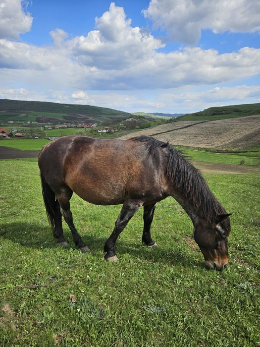 iapă bândă  de căruță și călare