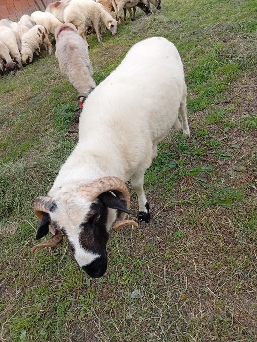 De vânzare un berbec mior vârstă 1 an rasa țurcan breaz!
