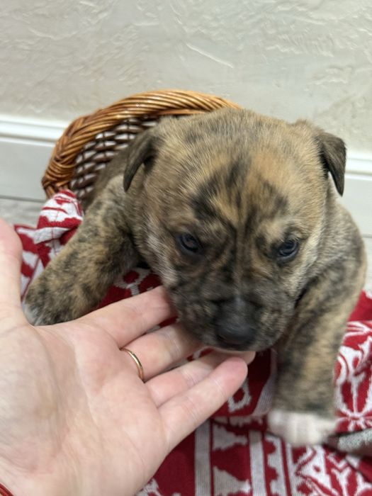 Милые щеночки в дом