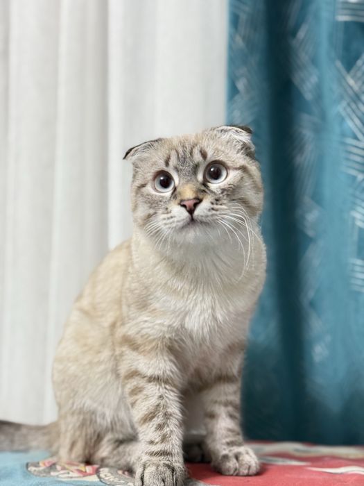 СРОЧНО Скотиш Фолд оригинал