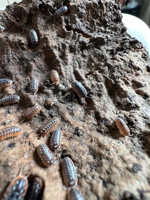 Изоподи Armadillidium Klugii “Montenegro”