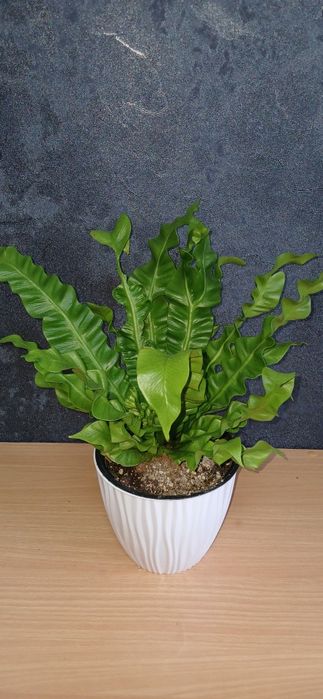 Комнатные растения от 2500