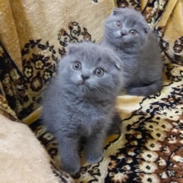 Шотландские малыши вислоушки