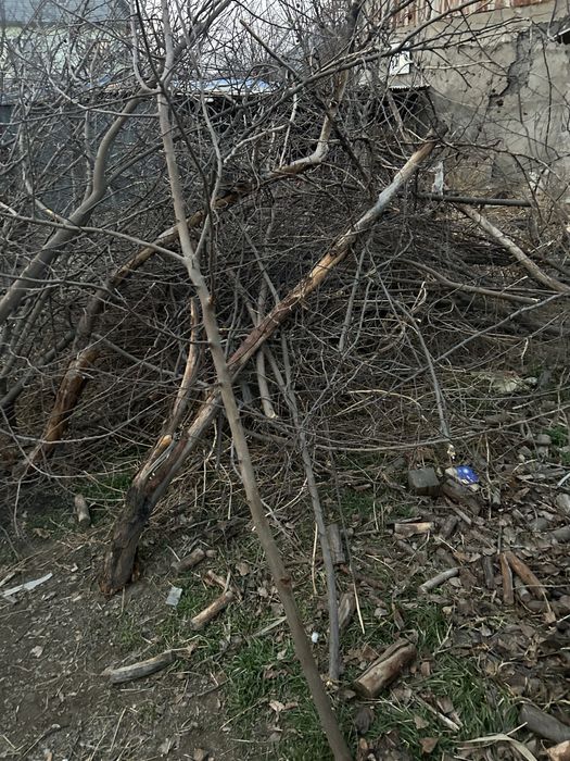 Дрова бесплатно срочно