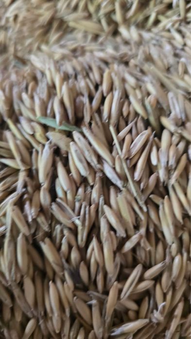 Продается кормовой Овес