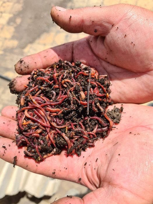 Черви технологические Старатель