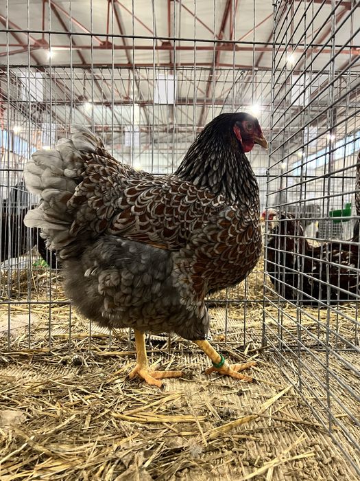 Oua Wiandotte Wyandotte albastru auriu rosu trimit prin curier campion