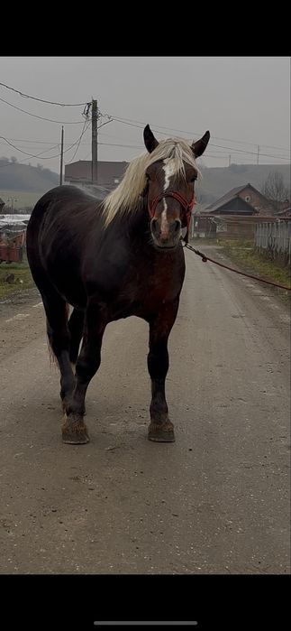 Armasar, in martie face 2 ani