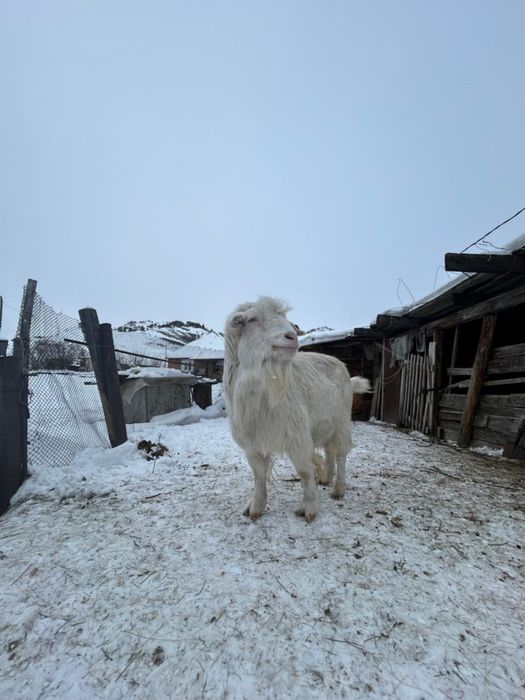 Продам Зааненского козла