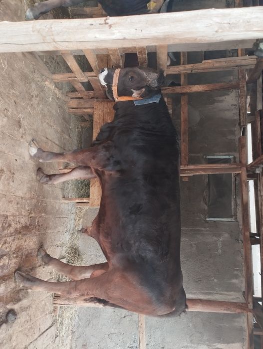 Продается  бычок