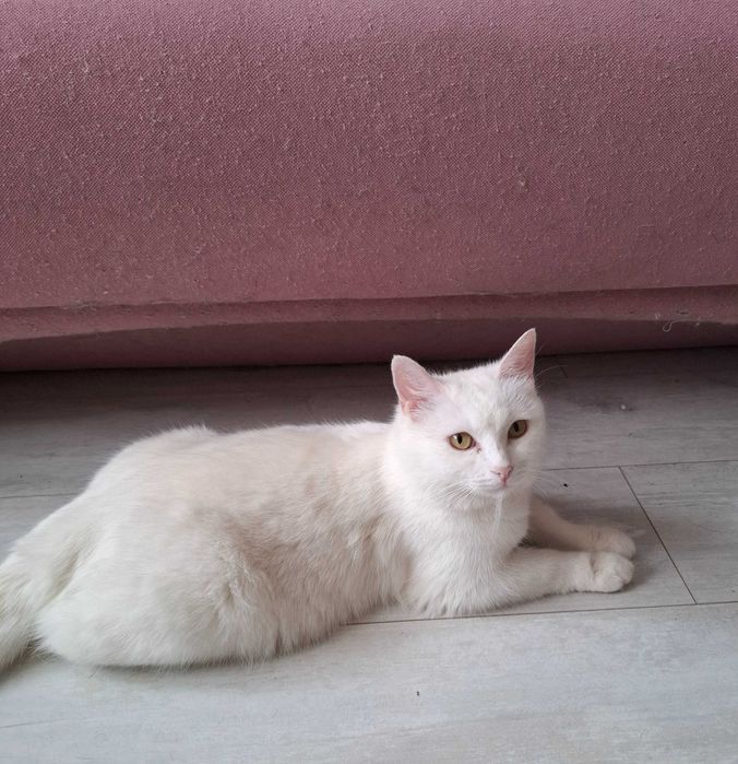 Отдам в добрыет руки стерилизованную кошку