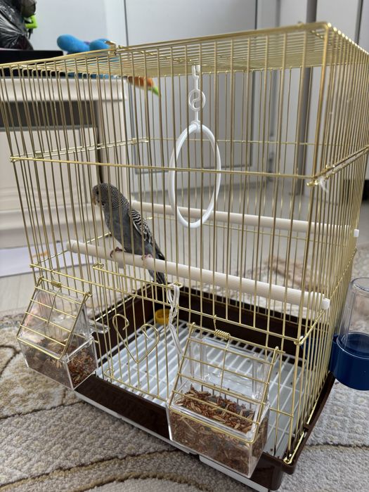 Продам попугая, девочка вместе с клеткой и кормом