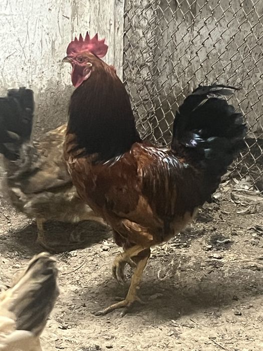 Продается домашний петух
