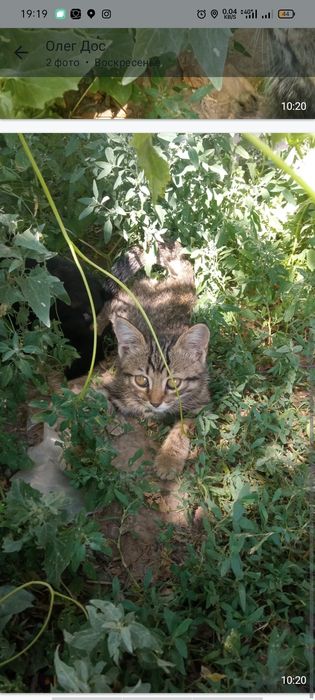 Отдам котят в добрые руки