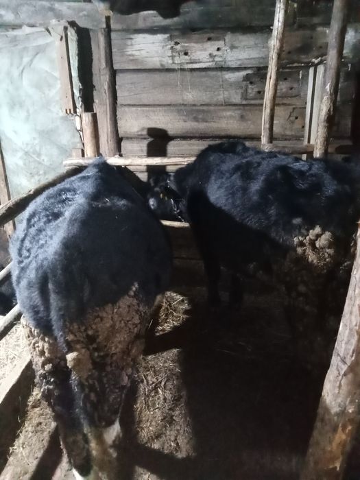 Продам двух Бычков вместе