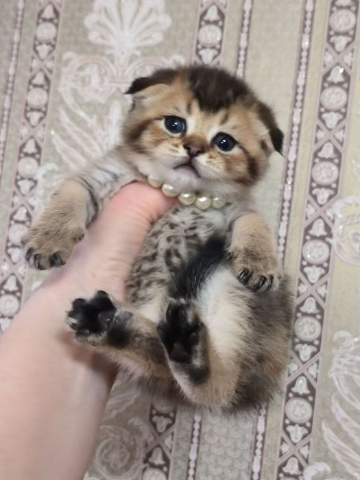 Чистокровные малыши от правильной вязки