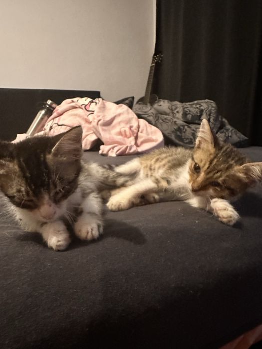 Подарявам 3 котенца