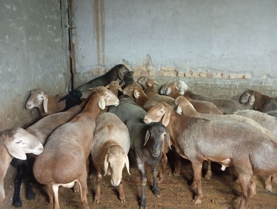 Qoʻylar  qurbonlika 1 kg 85.000