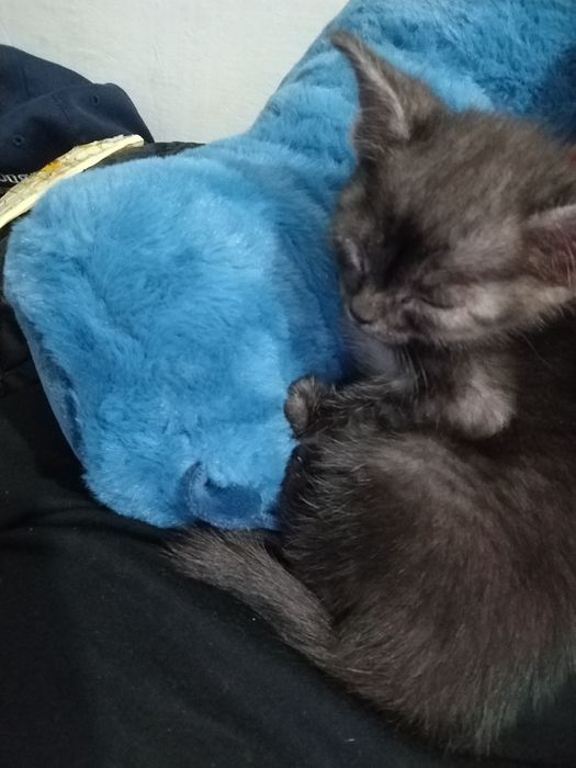 Кошка мальчик домашний ласковый