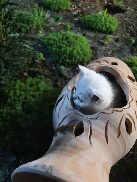 Серебрянная шиншилла