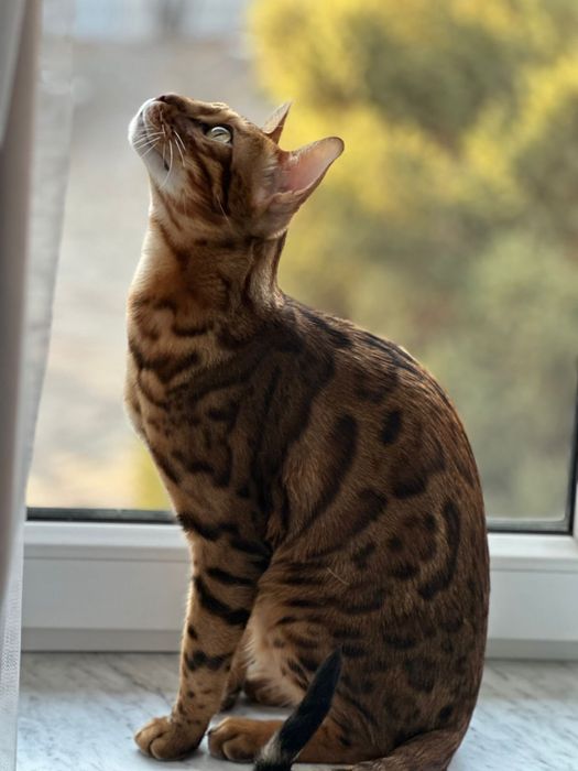 Бенгальский  кот