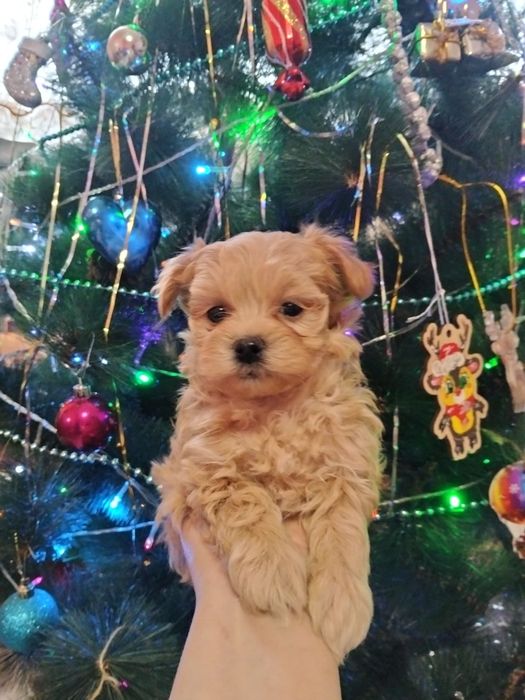 Продам мальтипу мини