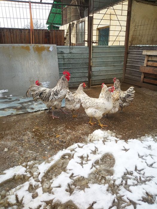 Australorp - Oua pentru incubat