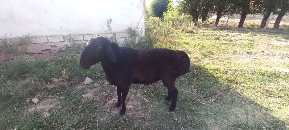 Katta qo'chqor sotiladi