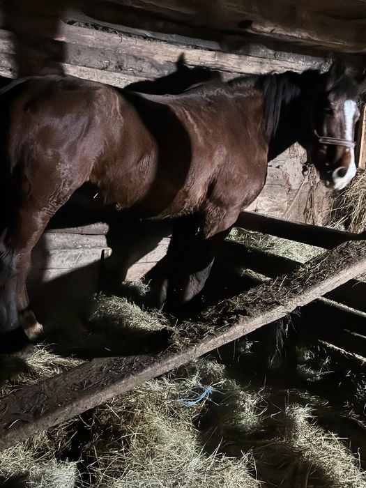 Vând iapa de 10 ani bună de ham