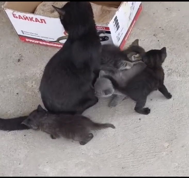 Отдам в добрые руки котят