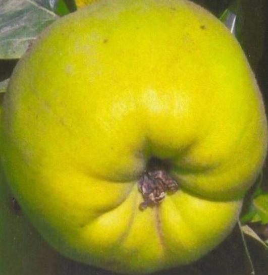 Великан навли бехи кучатлари - Саженцы сорта айвы Великан