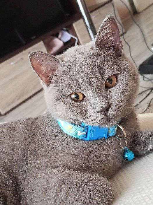 Шотланско коте въспитано