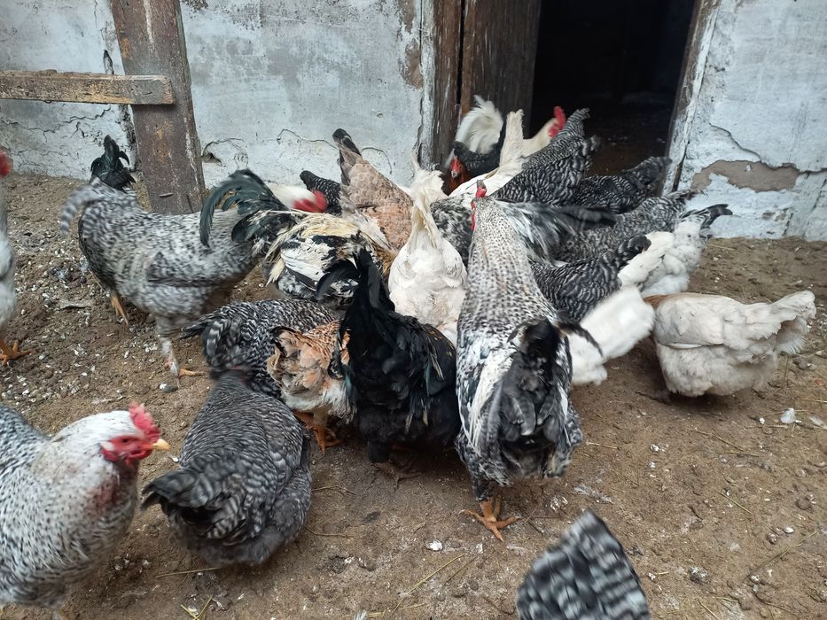 Петушки молодые.