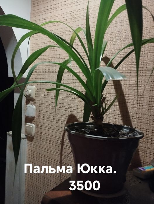 Продам комнатные растения