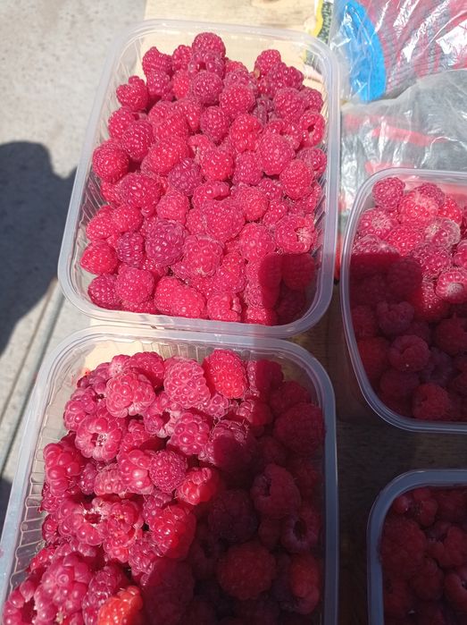 Продам домашнюю малину